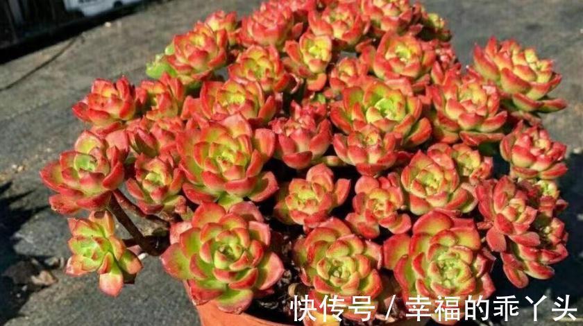 多肉|别人养的多肉蒂亚叶子红彤彤,甭眼红,满足5点一样