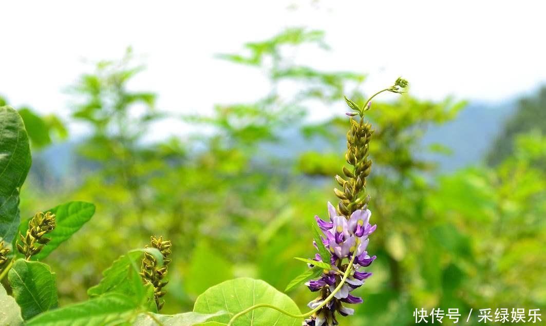 张仲景用一个神奇的药方，巧治肩颈痛腰腿痛风湿痛坐骨神经痛