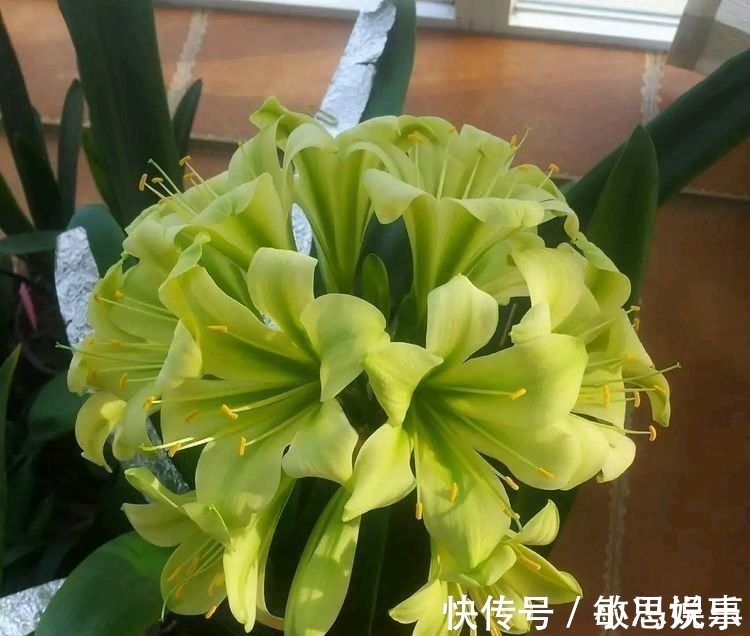 白糖在养君子兰上好处多，根旺叶绿油，开花爆盆不夹箭，跟我学吧