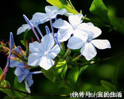 土壤|院子里最适合养的三种花,好看又耐活,长成大花墙美极了