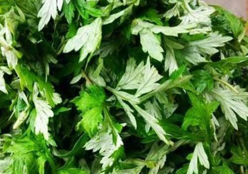 脂溢性脱发|拿艾叶煮水洗头，竟有“神奇”的功效，可惜很多人还不了解