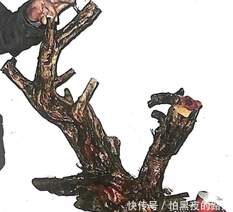 熟知雀梅习性后,临摹盆景设计案例,咱们的盆景作品指日可待!