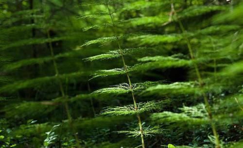  可惜|全球最“贪财”的植物,天然的黄金探测仪,可惜很多人却不知道