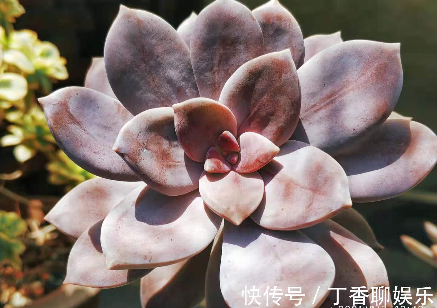 此8种多肉夏天不怕晒,反而越晒越好看,资深肉友都喜欢养