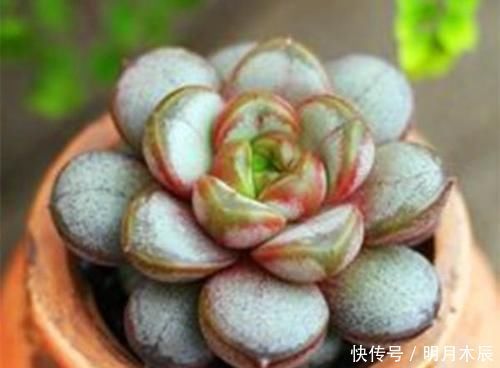 紫葡萄|多肉下面长了新芽怎么处理?顶上长的新芽怎么处理?