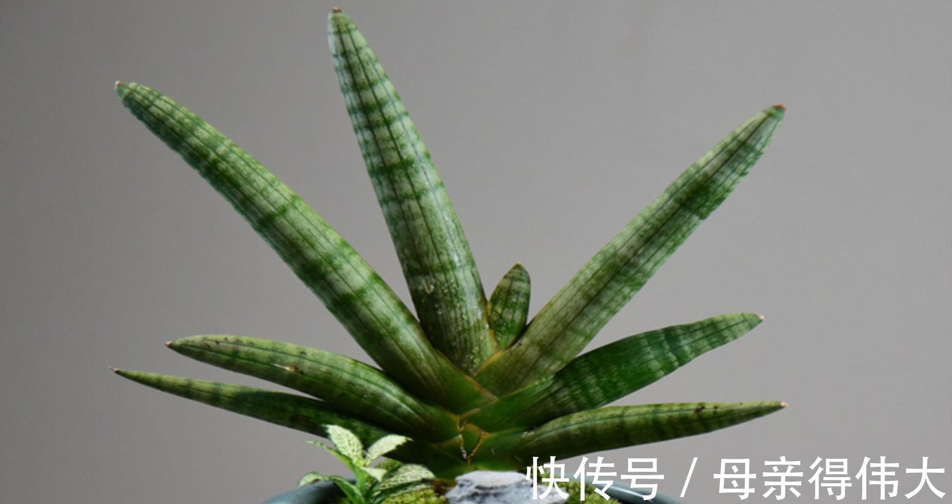 虎皮兰中的新品种佛手,长相个性养护简单,做好2点还能爆小崽