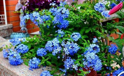 蓝雪花|喜欢养花,推荐你种这4款,耐寒又耐热,夏天开出一片花海