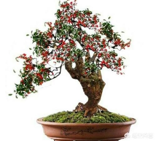 带刺枸杞可以做盆景吗?