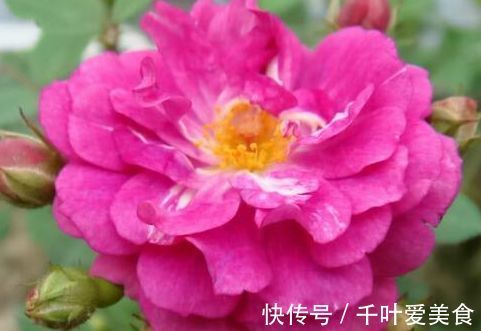 太阳花|此几种花,常年开花不谢,花开一季,花味清香,美翻了