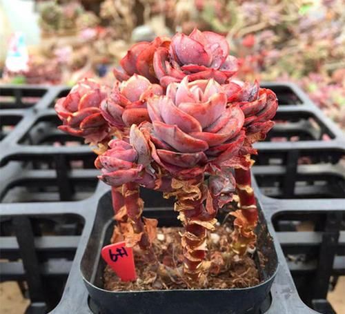 这花很特别，太阳越晒，叶子越红，长出状态像个艺术品