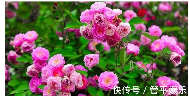 以下4种花漂亮又好养,花期长达300多天,乃阳台盆栽之首选