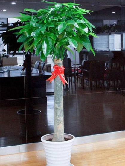 玉树|客厅见树,家业稳固,适合客厅养的8种树,大气美观,增添幸福感