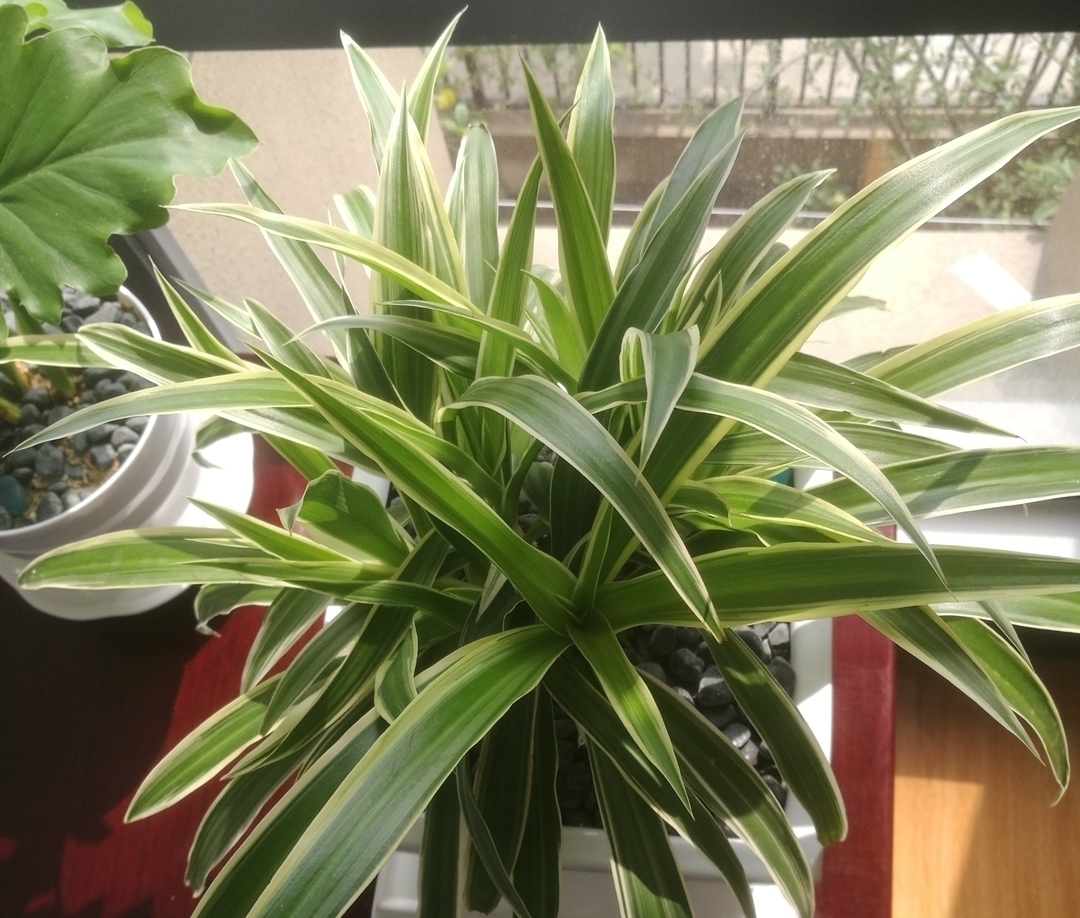 老桩|把吊兰养成“瀑布”,那是小意思,养成老桩盆景才是真本事