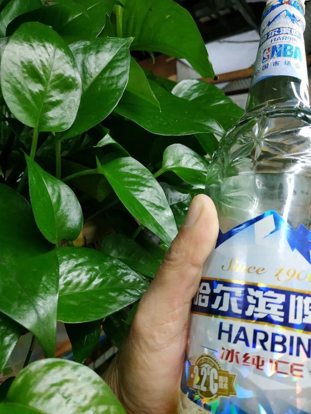 9种花真是老酒鬼,5天一小杯,叶子绿得像打蜡!