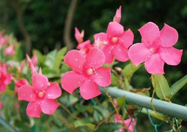 飘香藤|1种花，一开180天，比茉莉花香，比长寿花好养，新手也能养爆盆