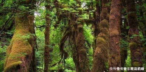 价值|以前的树桩都当柴烧，现在爱花之人当场盆景，一盆比一盆价值高！