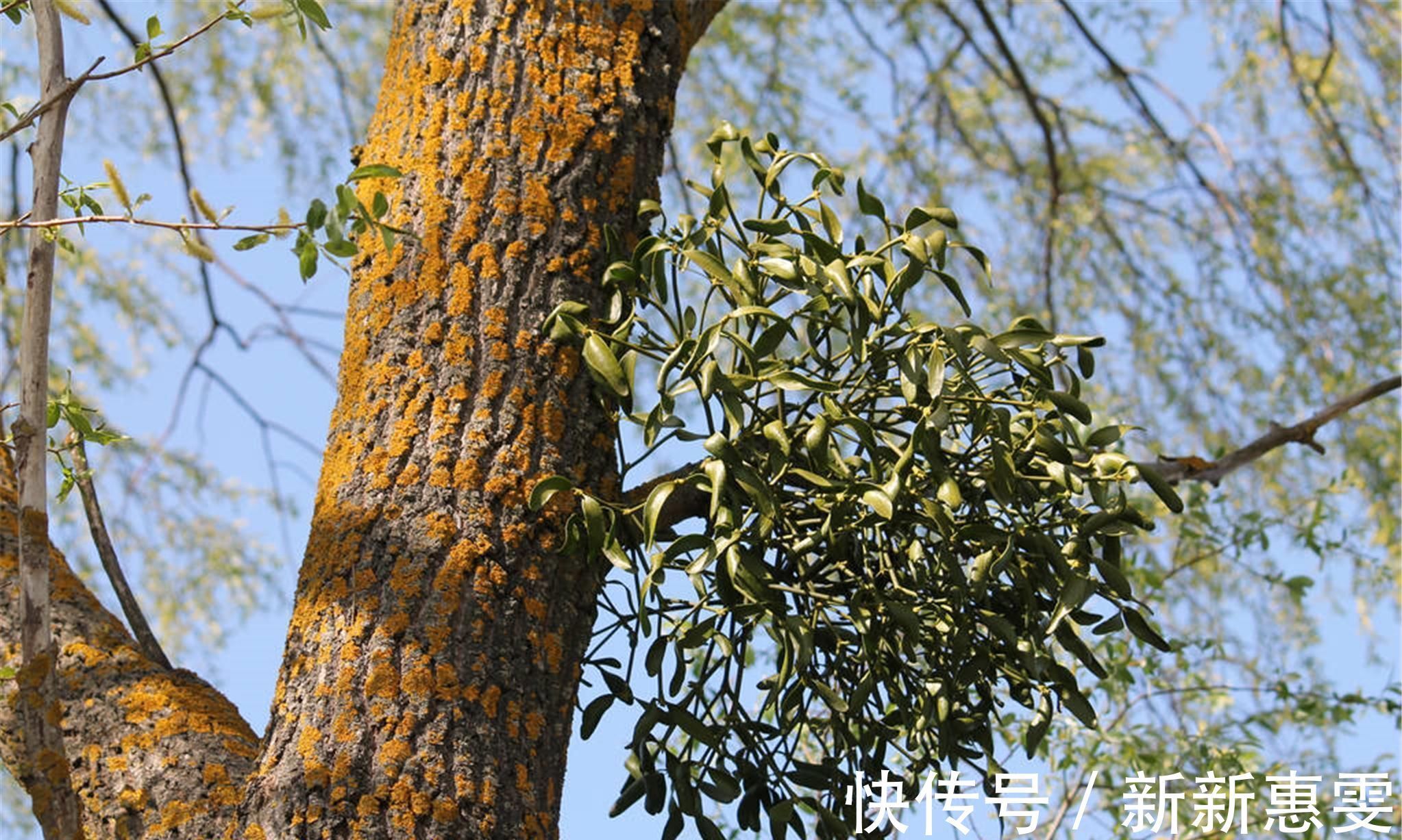 强骨|祛湿强骨、益肝固肾、降血之压，为药中之上品，养生之常备