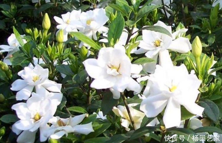  花友|4种花深受花友的喜欢，开花爆盆很简单，夏季也能疯长不停