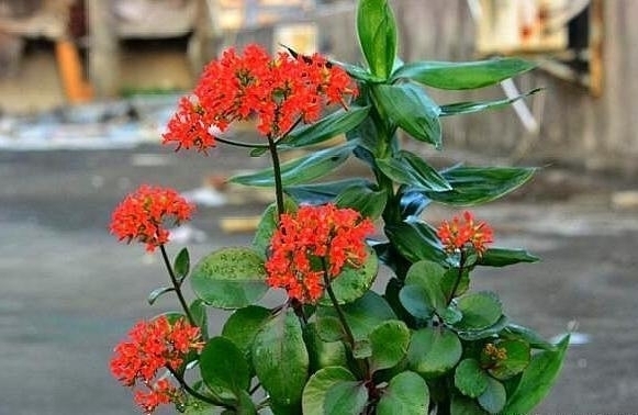 家里养上这五种花，“旺人”又旺财，开花300天，越养身体越好