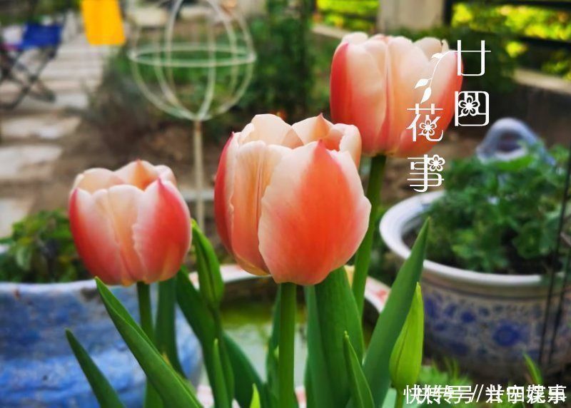 伤口|8种花“有毒”，你家可能就有一盆，养护需小心
