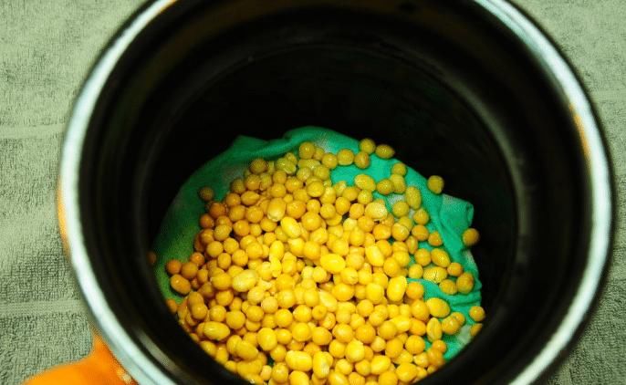 别再买豆芽了！有豆子就能发，3天就发好，无化肥更健康，超简单