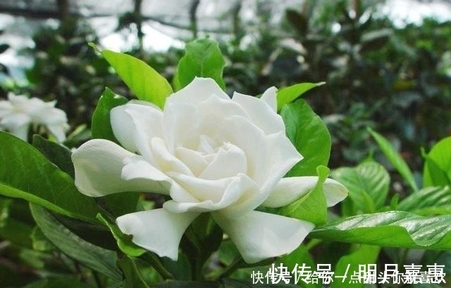 4种“香水花”,选一种养家里,晒晒太阳,满屋香水味,又香又美