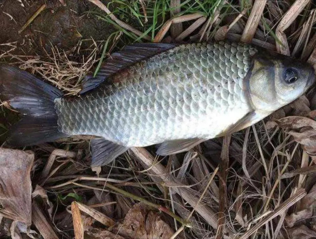 调漂|野钓鲫鱼出现这些现象,说明钓得太钝了,可从三个方面调整