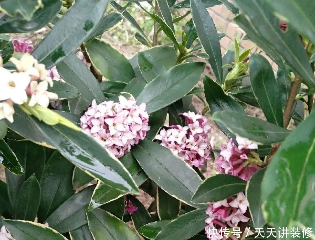 5种花比茉莉还香,越冷越爆盆,满屋子香味,现在买过年开花