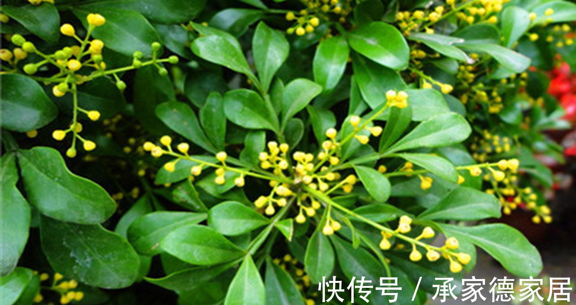 植株|米兰花秋天猛长新芽，不能大意，避免植株长势弱，冬季容易被冻死