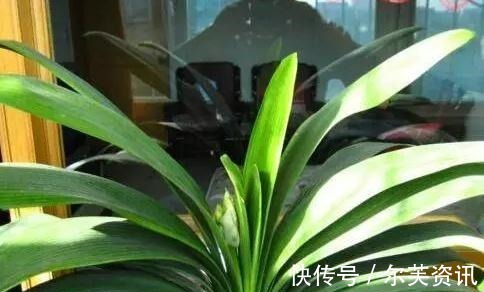 君子兰长太慢快去请“它”来帮忙,不只长新叶还能爆“侧芽”!