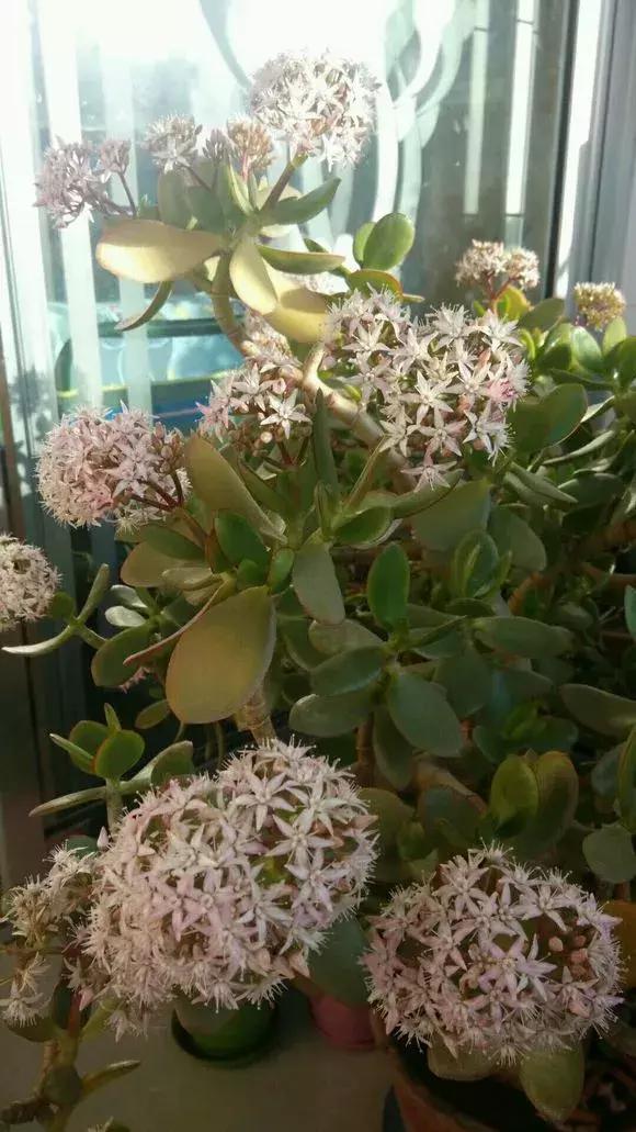 好事|4种花有灵性,平时难开花,一有好事就开花!