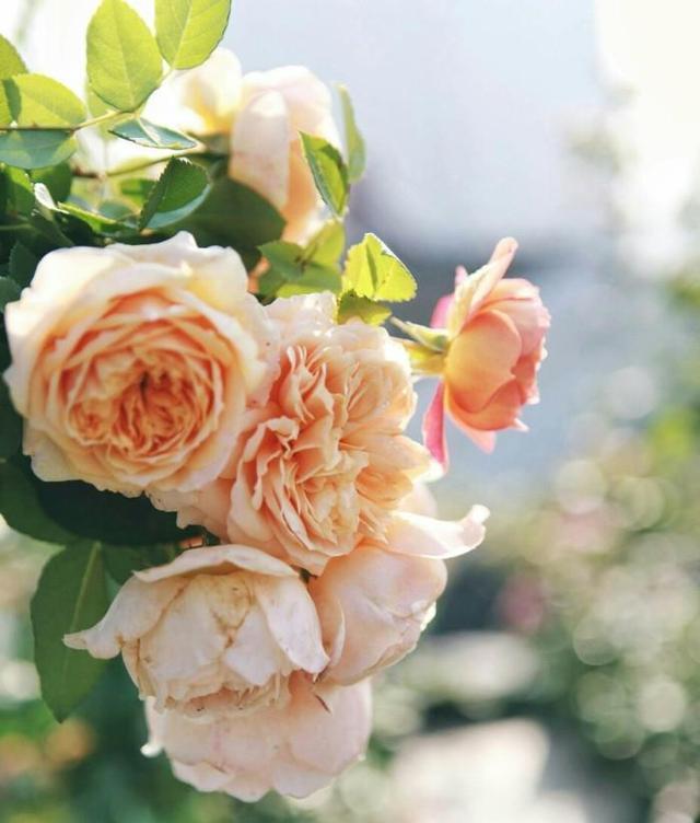 月季修剪藤本月季修剪，灌木月季修剪，微月修剪，这里讲透了