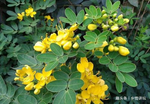 眼病|视力下降试试农村这种植物，泡茶饮用，能保护你的眼晴