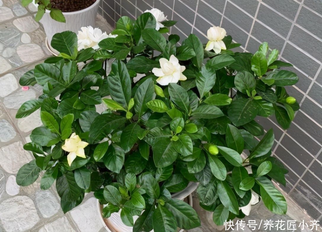 家庭|家庭常见的喜酸性花卉,调酸补铁要定时,“醋”是很好的伴侣