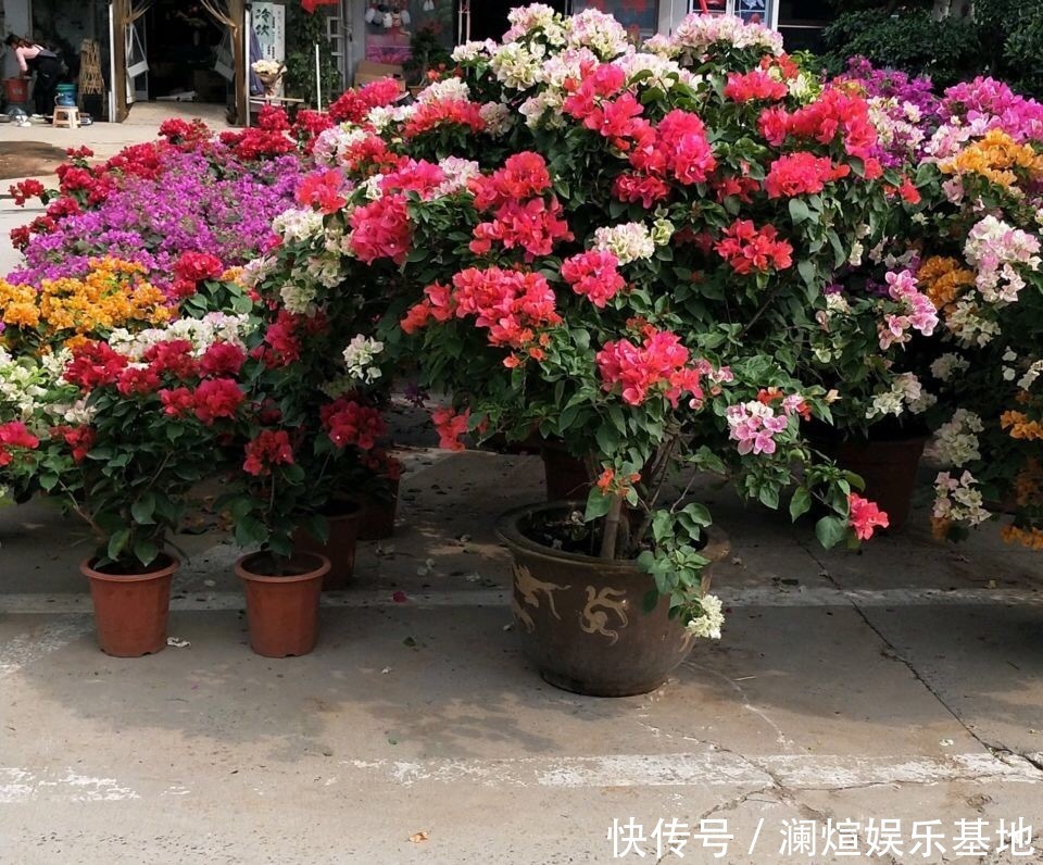 养护|在院子里“粗”养的三角梅,9月满树开花朵,养护有3个关键点