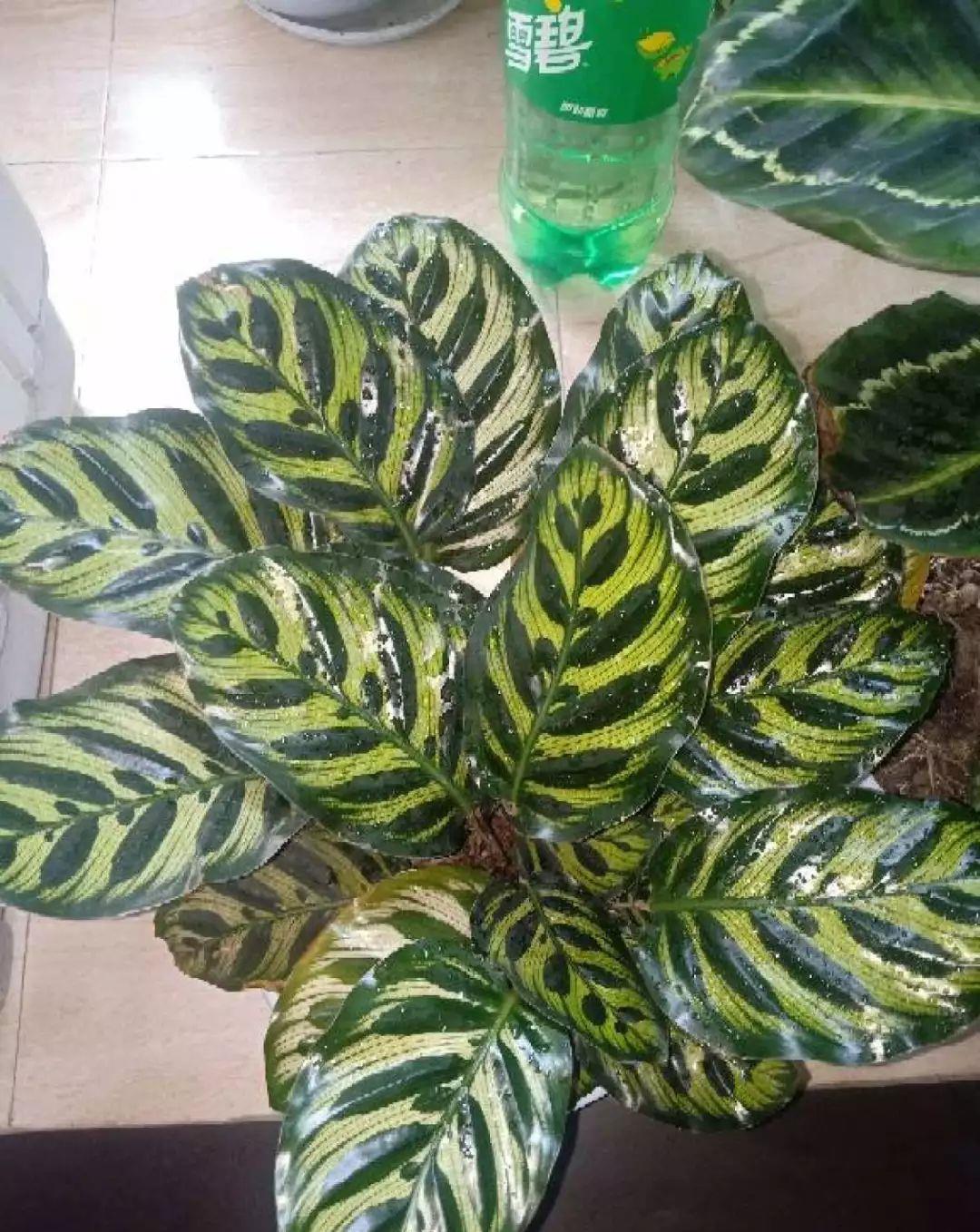 花市买的花，为啥养不活，原因就是这样