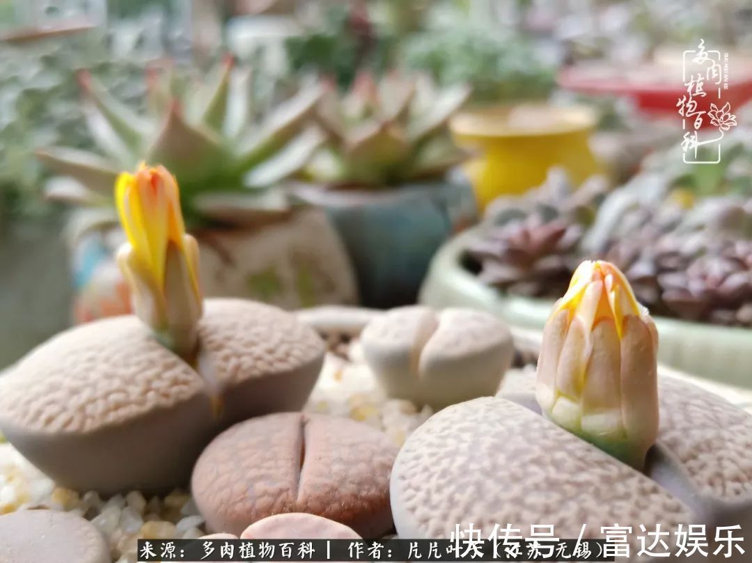 养肉路上，累并快乐着！时光不语，静待花开！