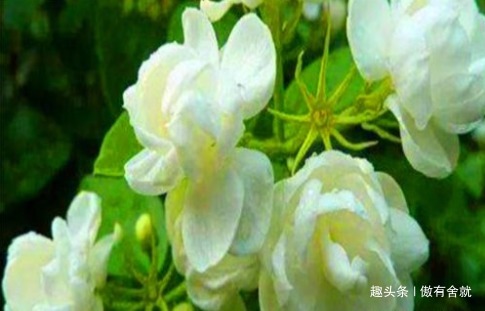 滋阴降火|女性想要身体好,常吃3种食物,排出毒素,滋阴降火,增强体质