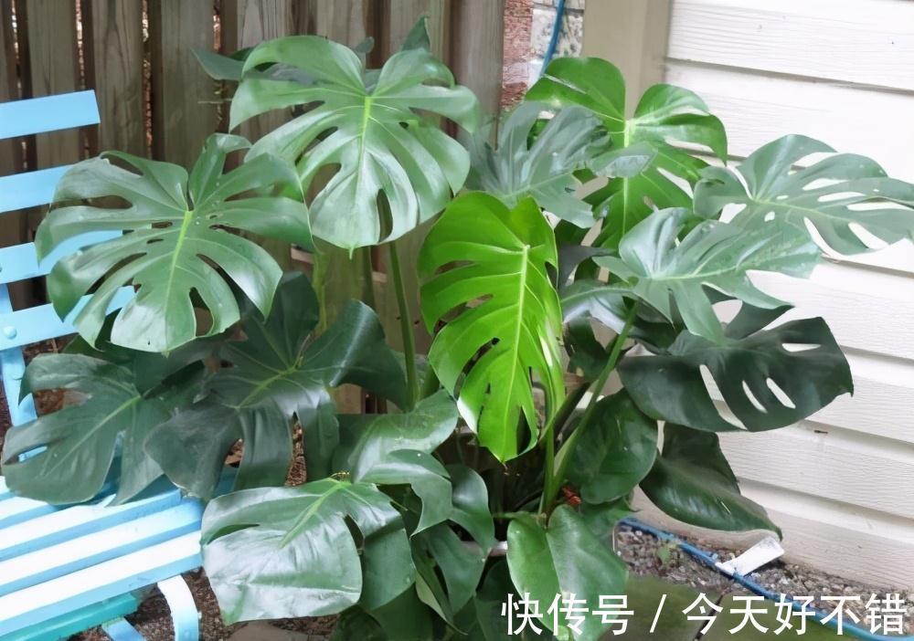 种养|种养龟背竹,花盆里埋几粒它,长势变旺盛,叶片宽大油绿不发黄