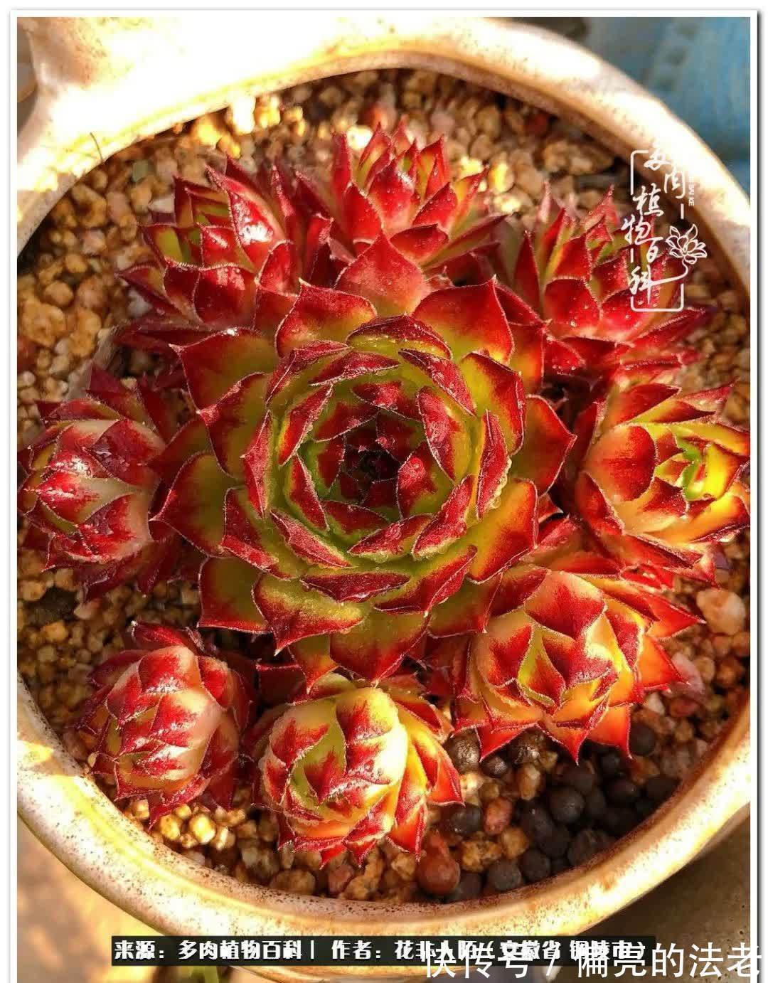 感恩遇见,感谢有你——多肉