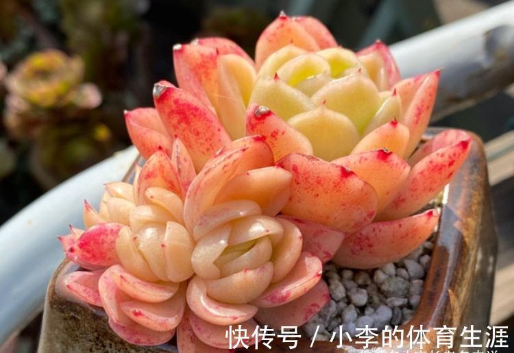 没养玉杯东云的肉友,这种兼具两系特点的多肉,你是怎么错过的?