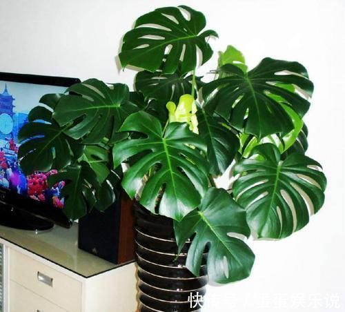 电视旁边放啥花卉好？此“3种”植物都爱养，一年四季绿油油