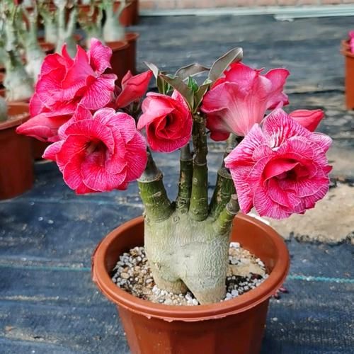 沙漠玫瑰,开花“靓丽”,长得慢不开花?毛病在“根系”