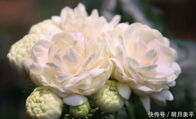 这3种花最爱“吃醋”,1月1斤醋,叶片翠绿“长疯了”