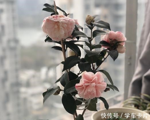 茶花土里加“一料”，15天蹭蹭冒白根，独苗变老桩，花开拳头大！