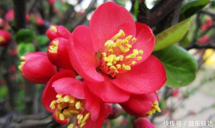 花海|几种便宜花,开花特漂亮,给点阳光就灿烂,阳台成花海!