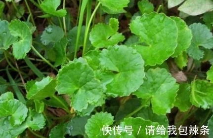 叶子|它的叶子有一个口子，样子像崩了的饭碗，遇见挖回家