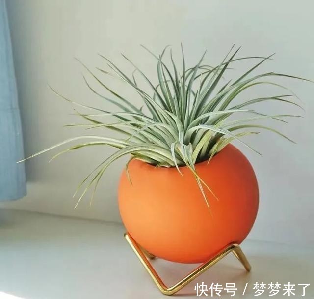 冬天|家里养几株空气凤梨,不用土也能活,漂亮又个性!