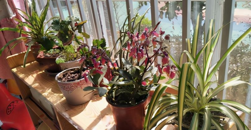 高温天气|养花施肥:高温天不小心此3点,根叶就会黑腐化水