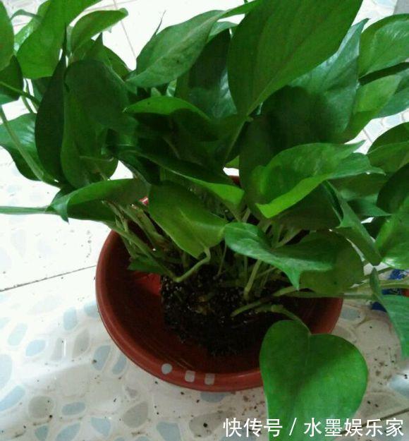 根粗叶绿|路边“捡”3种废弃物，开水烫一烫，养绿萝君子兰“根粗叶绿”